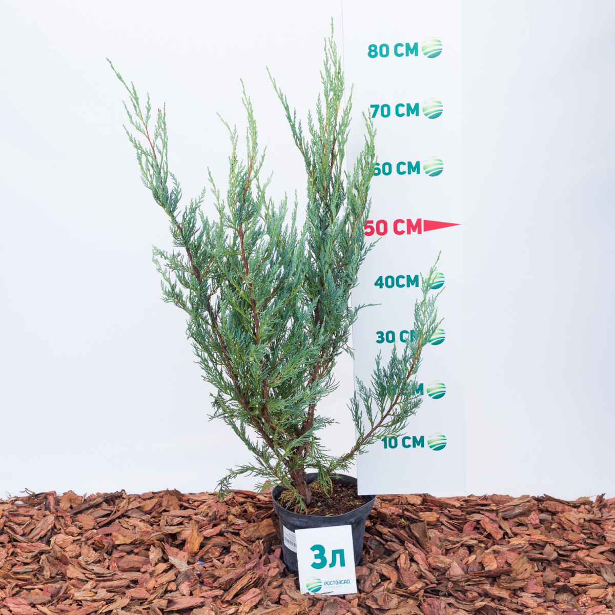 Можжевельник скальный Moonglow