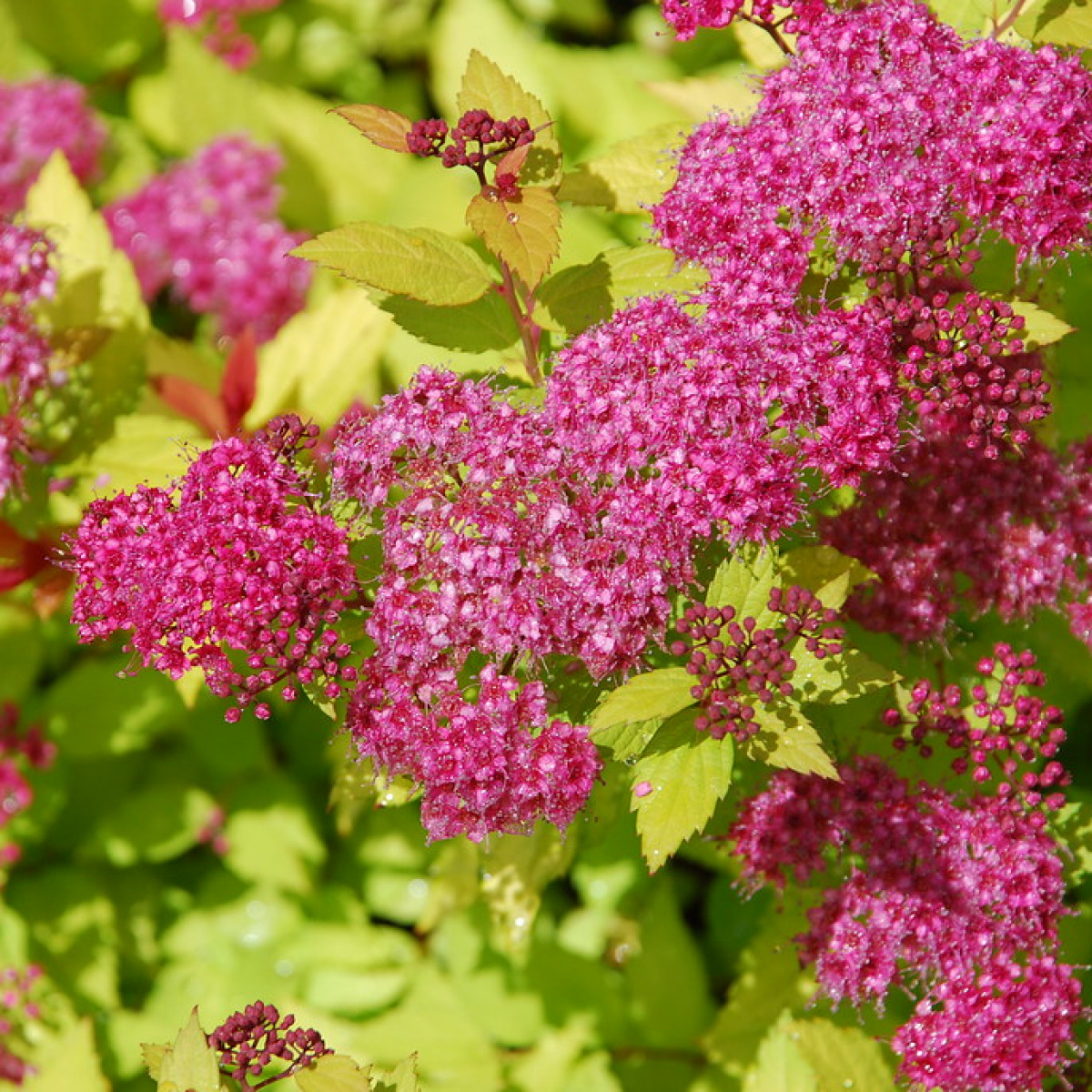 Спирея японская (Spiraea japonica `Magic Carpet`)