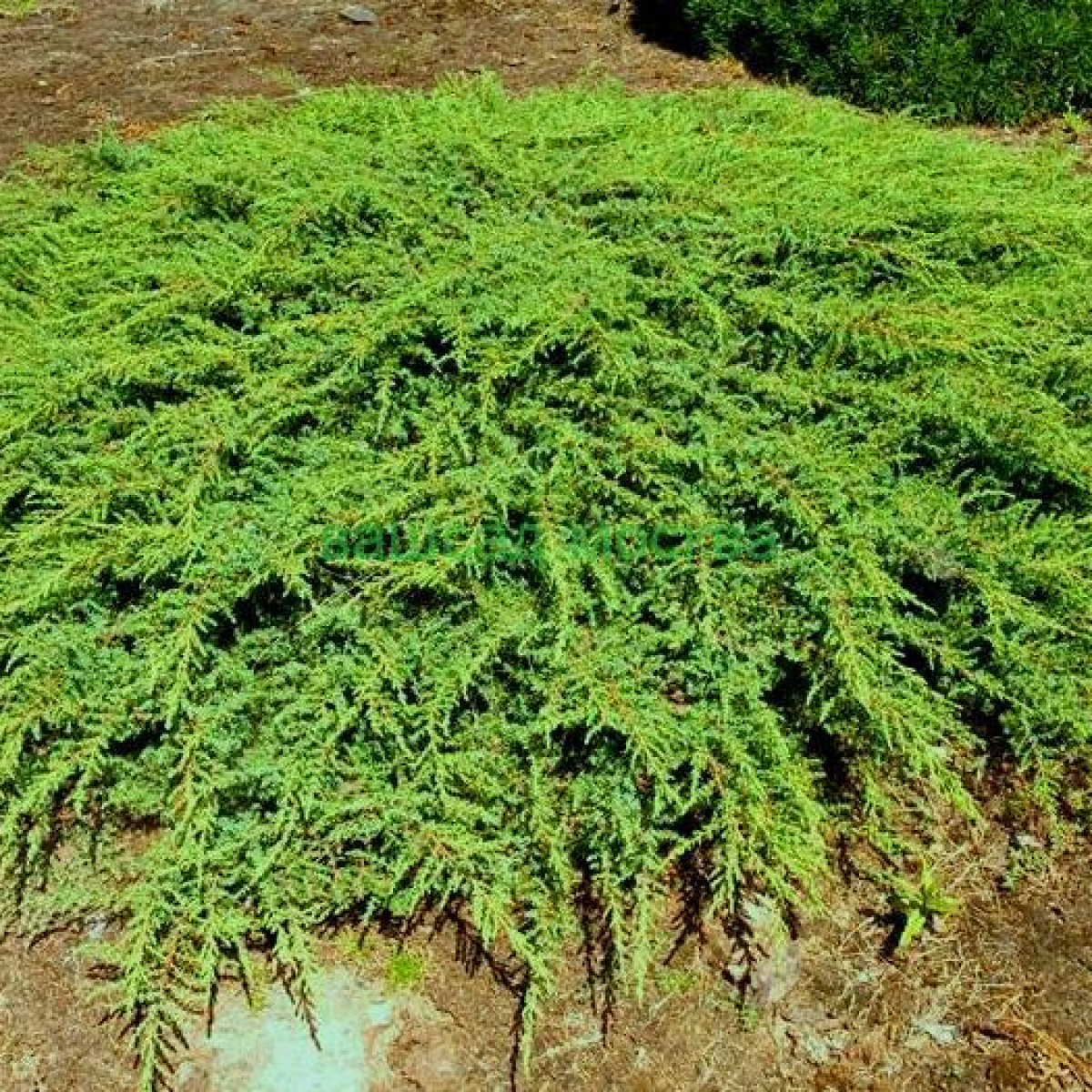 Можжевельник обыкновенный Green Carpet