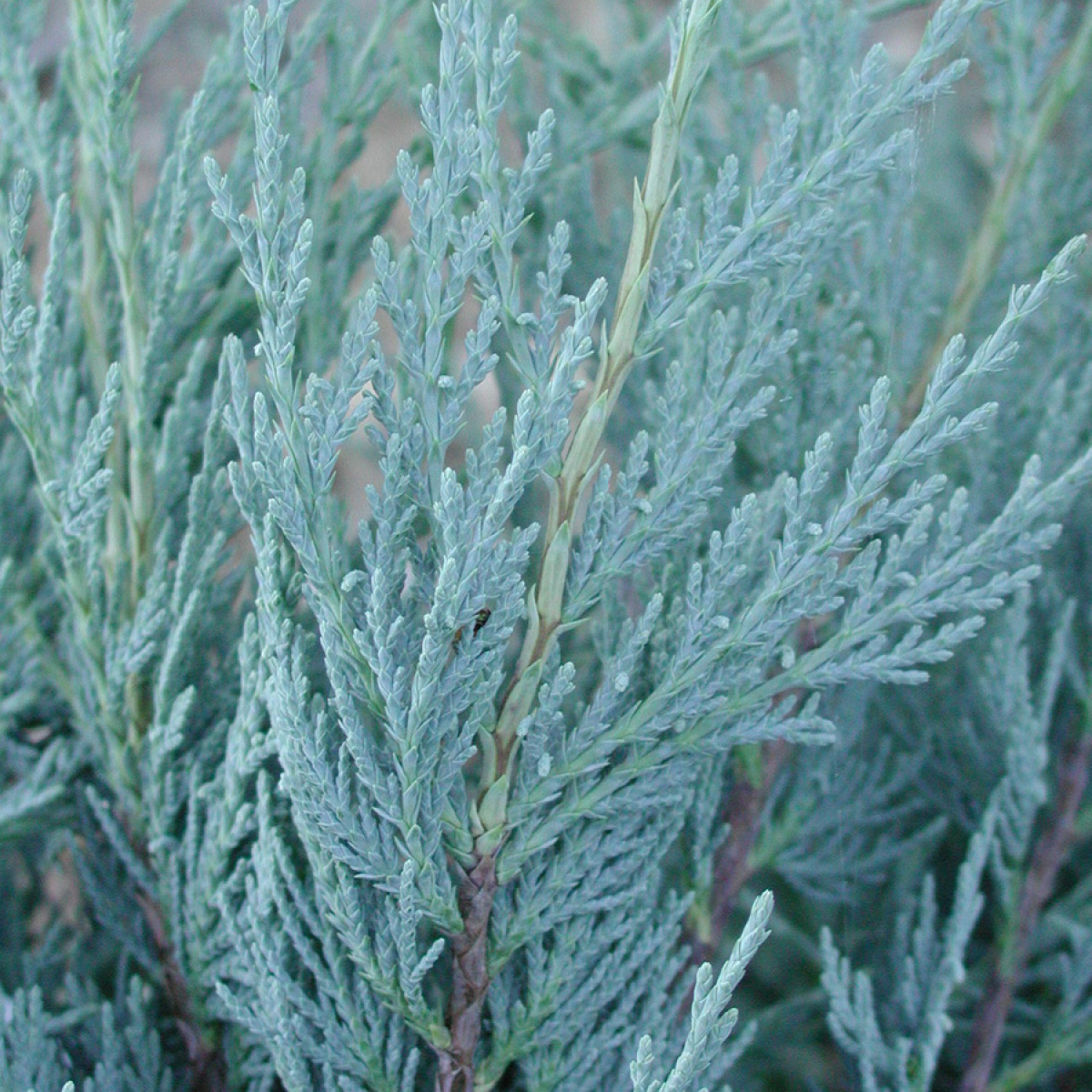 Можжевельник скальный Moonglow