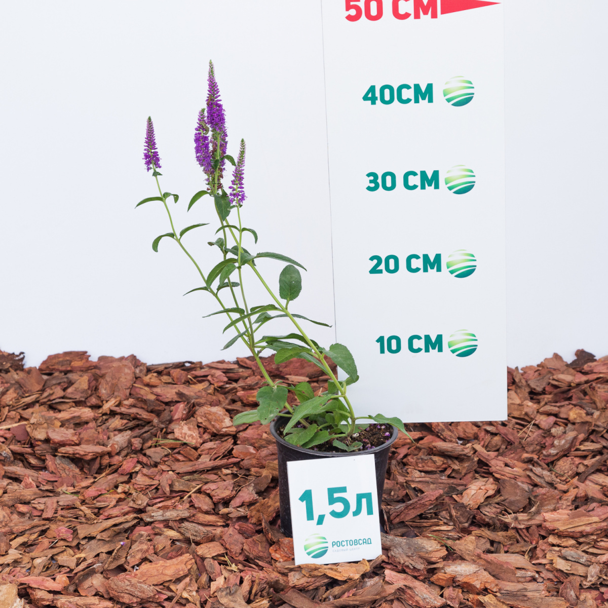 Вероника колосистая First Match