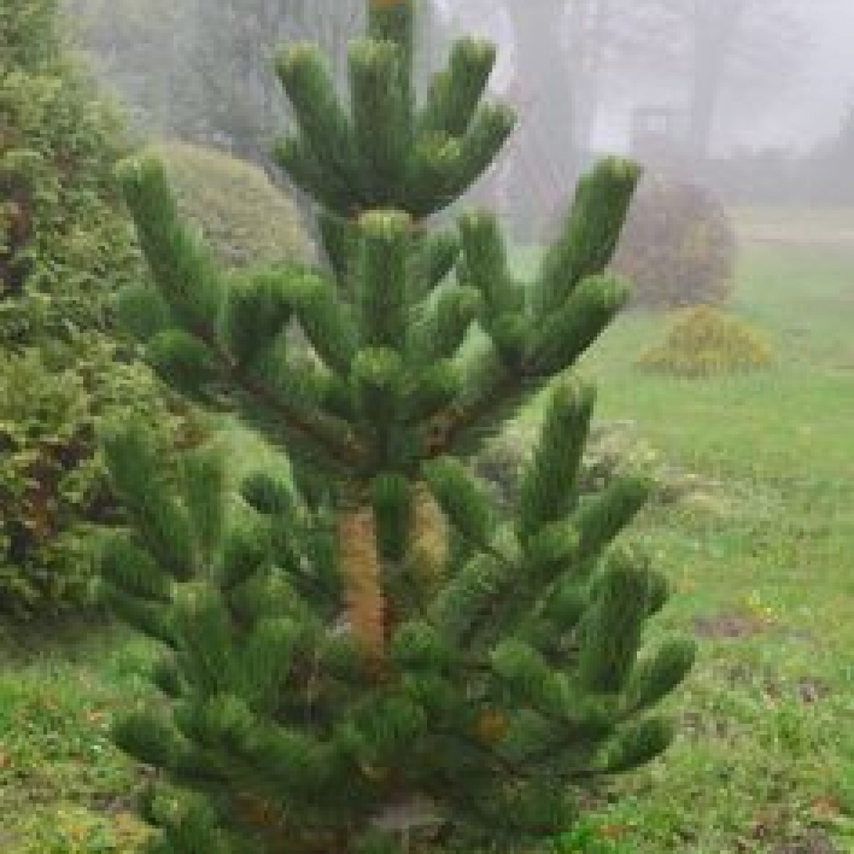 Pinus nigra Oregon Green. Сосна Грин Тауэр. Сосна черная Орегон Грин. Сосна черная Грин рокет.