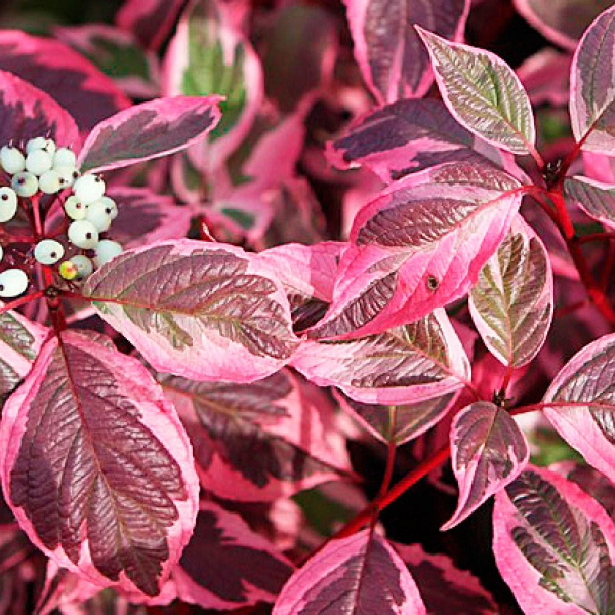 Дерен белый Sibirica Variegata