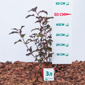 Пузыреплодник калинолистный Diablo