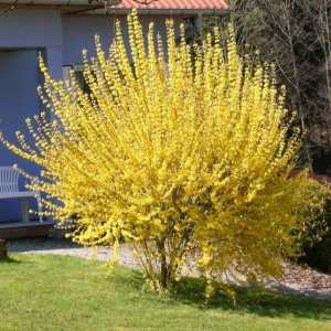 Форзиция промежуточная Goldrausch