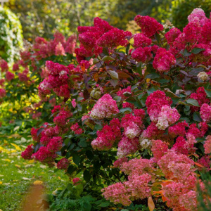 Гортензия метельчатая Quick Fire Fab 