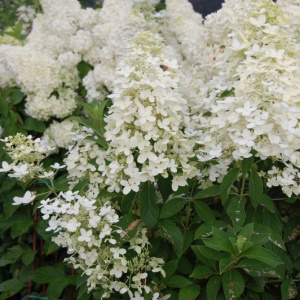 Гортензия метельчатая Confetti