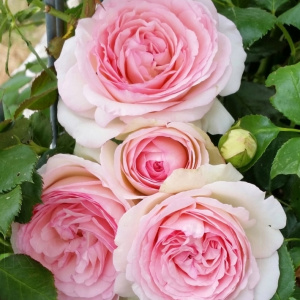 Роза  Pierre de Ronsard