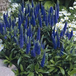 Вероника колосистая Ulster Dwarf Blue