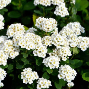 Спирея березолистная Tor