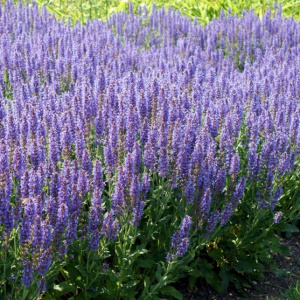 Шалфей дубравный Blauhügel