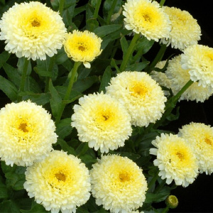 Нивяник (ромашка) Luna