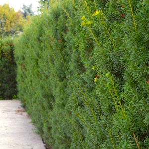 Тис средний Hicksii