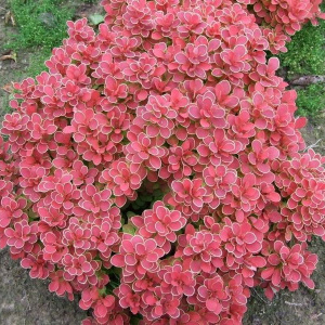 Барбарис тунберга Ruby Star