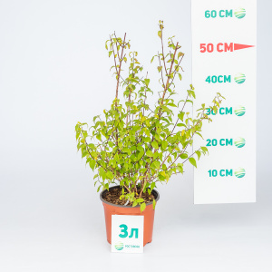 Чубушник Mont Blanc