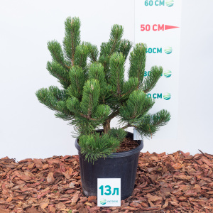 Сосна черная Oregon Green