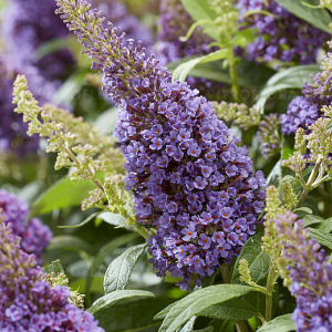 Буддлея давида `Butterfly Candy Little Lila`