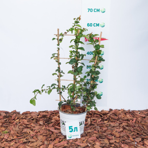 Айва прекрасная Scarlet Storm 