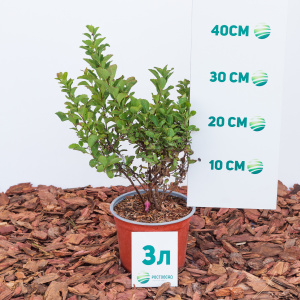 Спирея березолистная Pink Sparkler