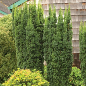 Тис средний Hicksii