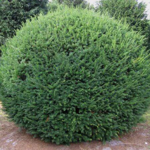 Тис средний Farmen