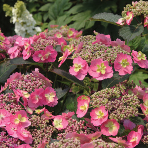 Гортензия пильчатая Cotton Candy 