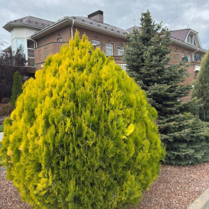 Туя восточная Aurea Nana