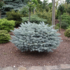 Ель колючая Glauca Globosa