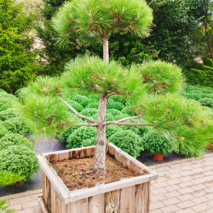 БОНСАЙ Сосна черная 