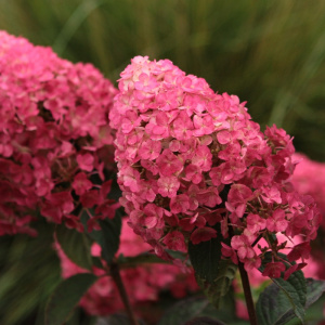 Гортензия метельчатя Samarskya Lydia
