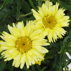 Нивяник (ромашка) Goldfinch