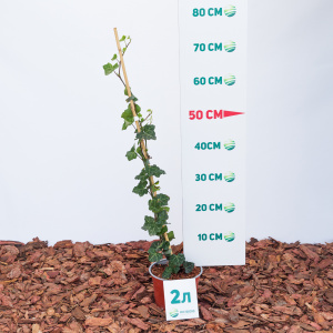 Плющ обыкновенный Alaska