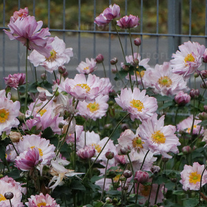 Анемона  Mont Rose