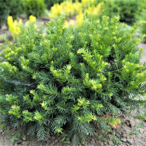 Тис ягодный Repandens