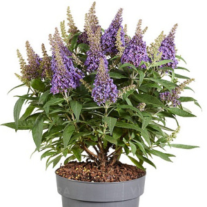 Буддлея давида `Butterfly Candy Little Lila`