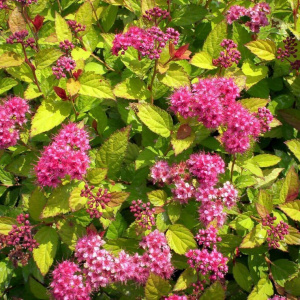 Спирея японская Goldflame