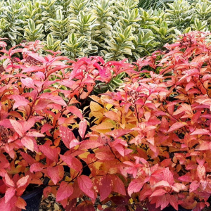 Спирея японская Goldflame