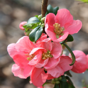 Айва гибридная Pink Lady