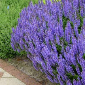 Шалфей дубравный Blauhügel