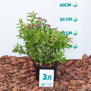 Спирея японская Anthony Waterer