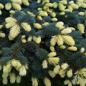 Ель колючая Bialobok
