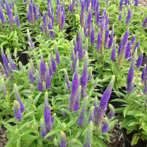 Вероника колосистая Ulster Dwarf Blue