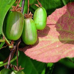 Актинидия коломикта Dr Szymanowski