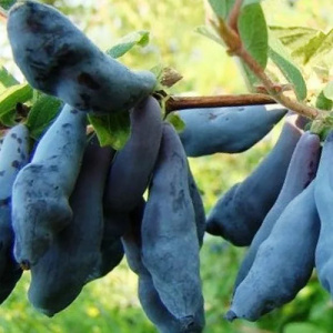 Жимолость съедобная 