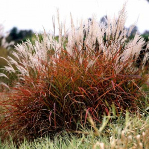 Мискантус китайский Purpurascens