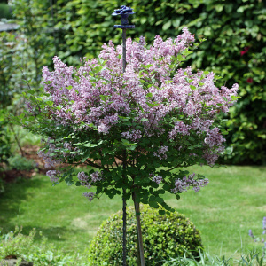 Сирень мейера Palibin