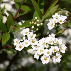 Спирея серая Grefsheim