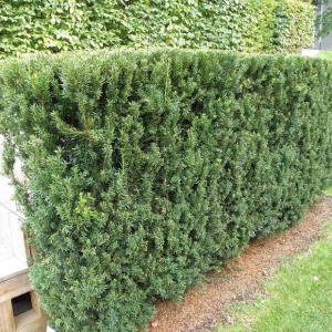 Тис средний Hillii