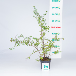 Чубушник Snowbelle