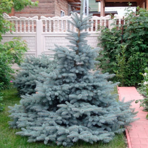 Ель колючая Super Blue Seedling